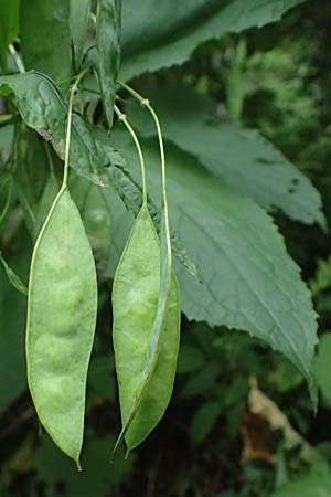Lunaria rediviva \ Wildes Silberblatt, Wilde Mondviole / Perennial Honesty, A Kaprun 10.8.2025