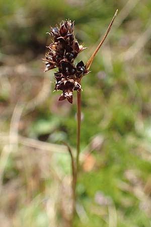 Luzula sudetica / Sudetan Wood-Rush, A Carinthia, Koralpe 9.8.2016