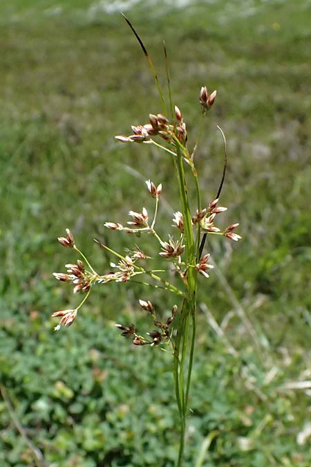 Luzula sieberi \ Siebers Hainsimse / Sieber's Wood-Rush, A Bad Gastein 29.6.2025