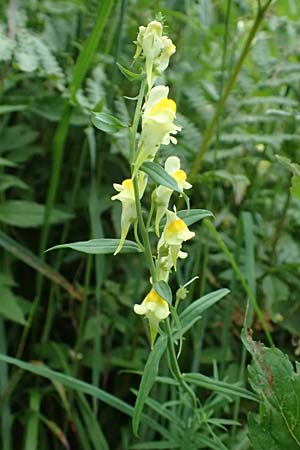 Linaria vulgaris \ Gewhnliches Leinkraut / Common Toadflax, A Admont 3.7.2024