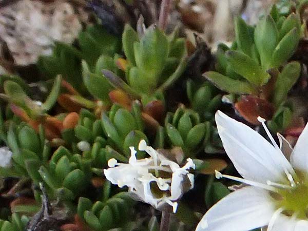 Minuartia rupestris \ Felsen-Miere / Common Rock Sandwort, A Gro&szlig;glockner 11.8.2025