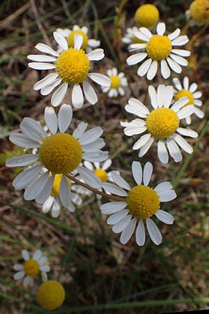 Matricaria chamomilla subsp. bayeri / Pannonian Mayweed, A Seewinkel, Apetlon 8.5.2022