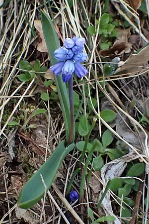 Muscari azureum \ Himmelblaue Traubenhyazinthe / Azure Grape Hyacinth, A Wienerwald,  Baden 7.3.2024
