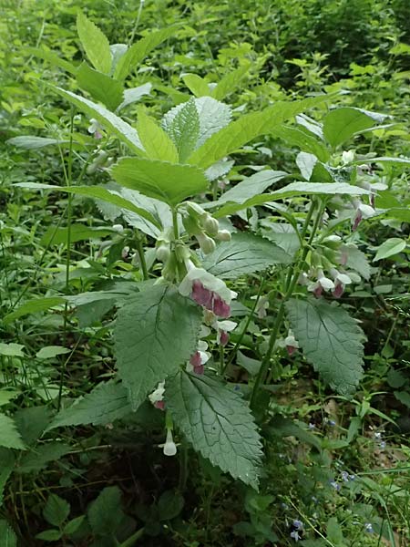 Melittis melissophyllum \ Immenblatt / Bastard Balm, A Hollabrunn 11.5.2025