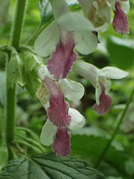 Melittis melissophyllum \ Immenblatt / Bastard Balm, A Hollabrunn 11.5.2025