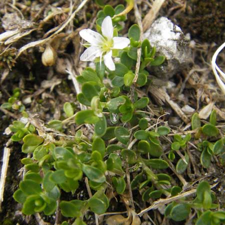Arenaria biflora \ Zweibltiges Sandkraut / Two-Flowered Sandwort, A Malta - Tal / Valley 19.7.2010