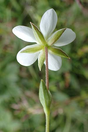 Sabulina verna s.l. \ Hgel-Frhlings-Miere / Hill Spring Sandwort, A Trenchtling 3.7.2019