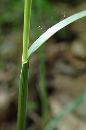 Melica nutans \ Nickendes Perlgras, A Melk 9.5.2025