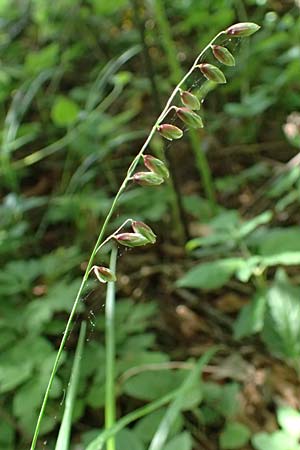 Melica nutans \ Nickendes Perlgras, A Melk 9.5.2025