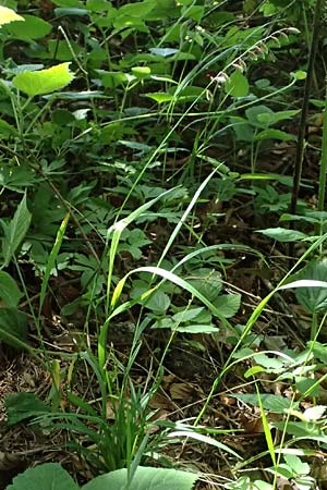 Melica nutans \ Nickendes Perlgras, A Melk 9.5.2025