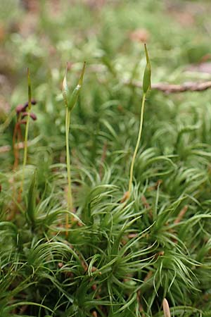 Dicranum scoparium \ Gewhnliches Gabelzahnmoos, Besen-Gabelzahnmoos / Broom Moss, A Seckauer Tauern, Brandstätter Törl 1.7.2021
