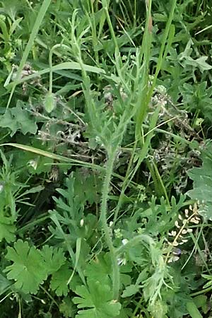Papaver albiflorum \ Wei&szlig;bl&uuml;tiger Mohn, Wei&szlig;er Schmalkopf-Mohn / White-Flowered Poppy, A Pulkau 9.5.2025