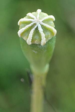 Papaver albiflorum \ Wei&szlig;bl&uuml;tiger Mohn, Wei&szlig;er Schmalkopf-Mohn / White-Flowered Poppy, A Pulkau 9.5.2025
