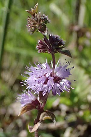 Mentha pulegium \ Polei-Minze / Squaw Mint, Pennyroyal, A Michelstetten 12.8.2025