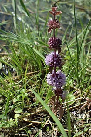 Mentha pulegium \ Polei-Minze / Squaw Mint, Pennyroyal, A Michelstetten 12.8.2025