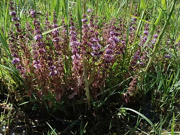 Mentha pulegium \ Polei-Minze / Squaw Mint, Pennyroyal, A Michelstetten 12.8.2025