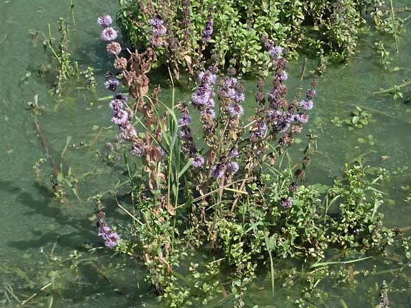 Mentha pulegium \ Polei-Minze / Squaw Mint, Pennyroyal, A Michelstetten 12.8.2025