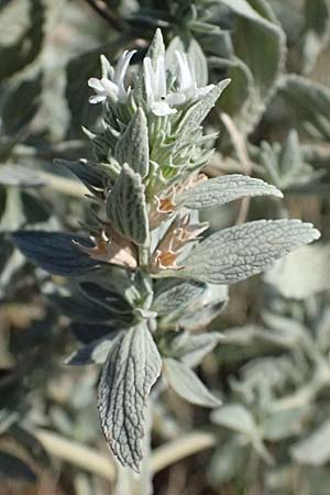 Marrubium peregrinum \ Grauer Andorn, Ungarischer Andorn / Branched Horehound, A Neusiedl am See 13.8.2025