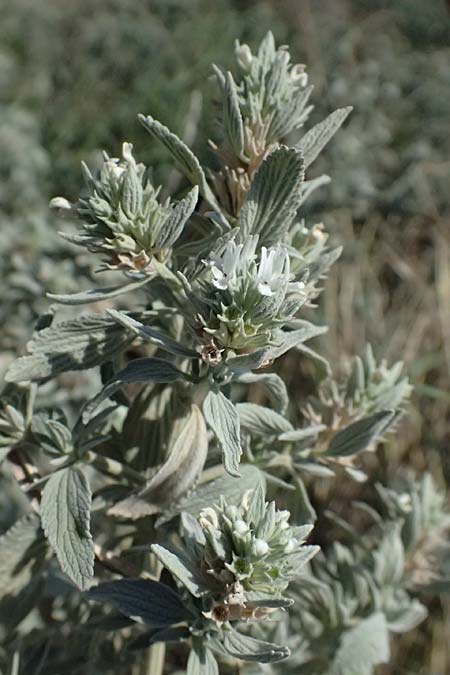 Marrubium peregrinum \ Grauer Andorn, Ungarischer Andorn / Branched Horehound, A Neusiedl am See 13.8.2025