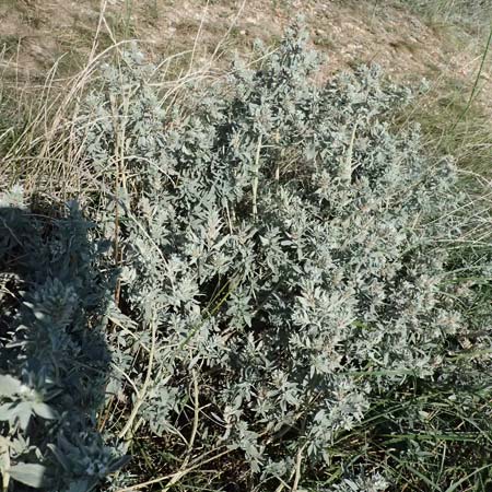Marrubium peregrinum \ Grauer Andorn, Ungarischer Andorn / Branched Horehound, A Neusiedl am See 13.8.2025