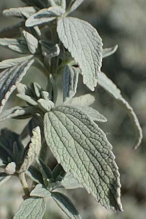 Marrubium peregrinum \ Grauer Andorn, Ungarischer Andorn / Branched Horehound, A Neusiedl am See 13.8.2025