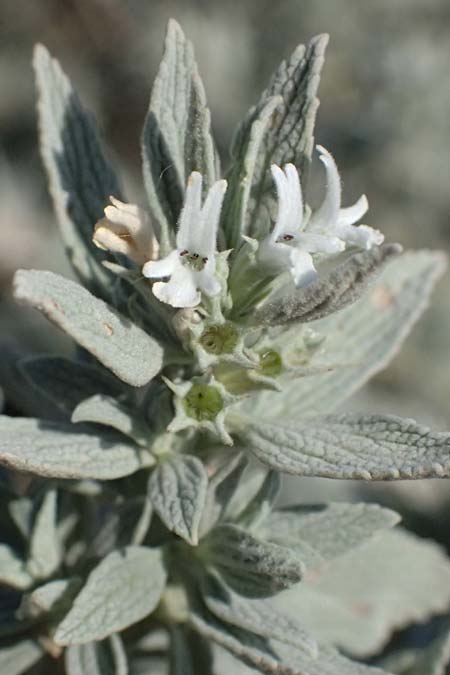 Marrubium peregrinum \ Grauer Andorn, Ungarischer Andorn / Branched Horehound, A Neusiedl am See 13.8.2025