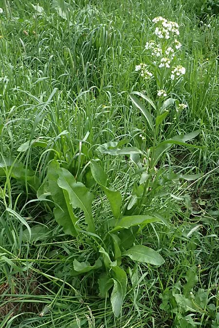 Armoracia rusticana \ Meerrettich / Horse Radish, A Fronleiten 13.5.2025