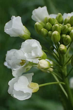 Armoracia rusticana \ Meerrettich / Horse Radish, A Fronleiten 13.5.2025