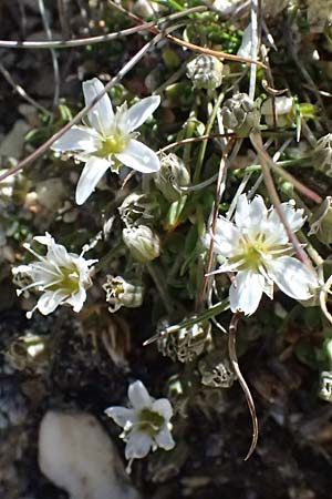 Minuartia rupestris \ Felsen-Miere / Common Rock Sandwort, A Gro&szlig;glockner 11.8.2025