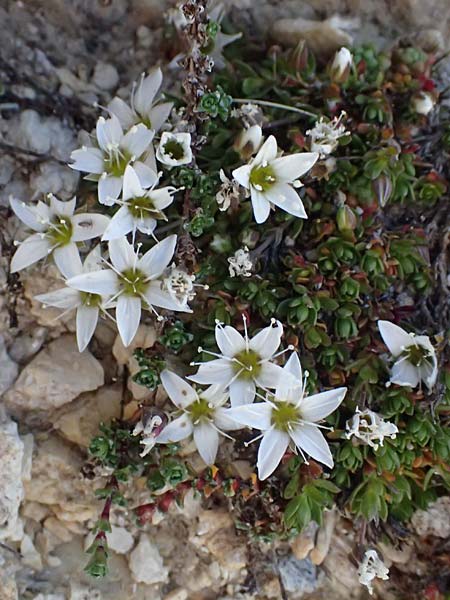 Minuartia rupestris \ Felsen-Miere / Common Rock Sandwort, A Gro&szlig;glockner 11.8.2025