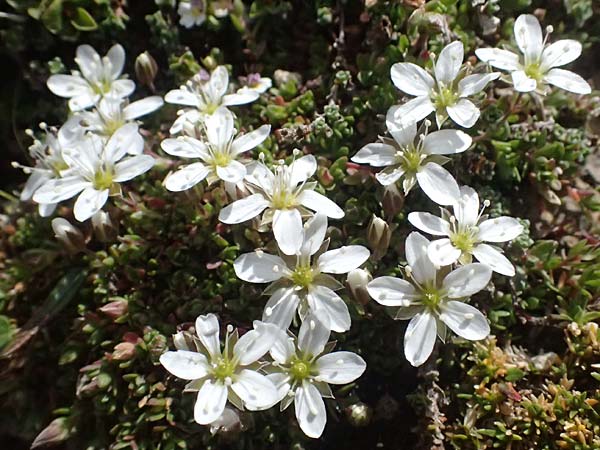 Minuartia rupestris \ Felsen-Miere / Common Rock Sandwort, A Gro&szlig;glockner 11.8.2025