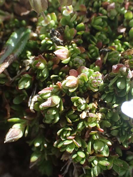 Minuartia rupestris \ Felsen-Miere / Common Rock Sandwort, A Gro&szlig;glockner 11.8.2025
