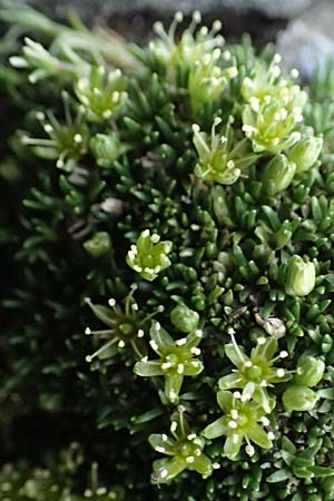 Minuartia sedoides \ Zwerg-Miere, Polster-Miere, A Großglockner 30.6.2025