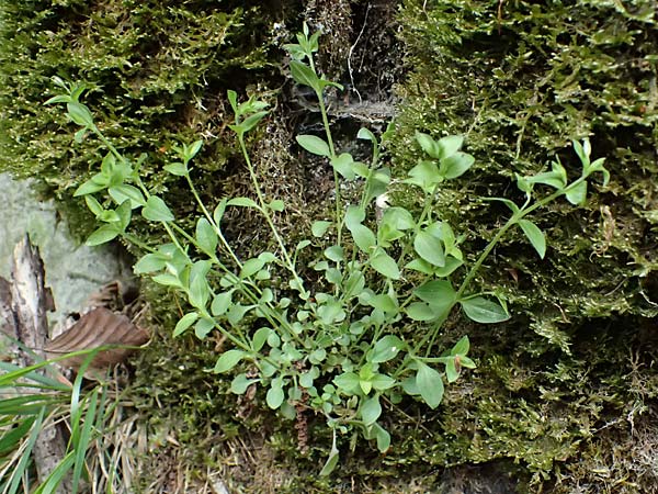Moehringia trinervia \ Wald-Nabelmiere / Three-Nerved Sandwort, A Fronleiten 13.5.2025