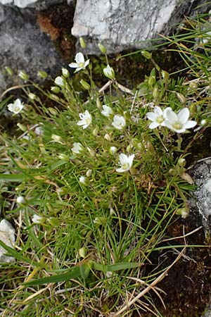 Sabulina verna s.l. \ Hgel-Frhlings-Miere / Hill Spring Sandwort, A Admont 5.7.2024