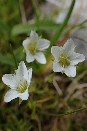 Sabulina verna s.l. \ Hgel-Frhlings-Miere / Hill Spring Sandwort, A Admont 5.7.2024