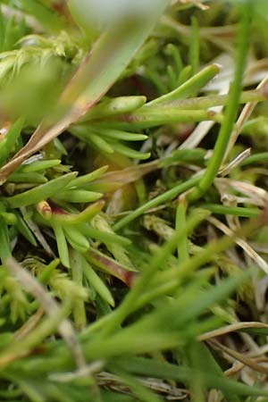 Sabulina verna s.l. \ Hgel-Frhlings-Miere / Hill Spring Sandwort, A Admont 5.7.2024
