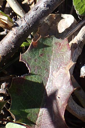 Mahonia x decumbens \  Mahonie /  Oregon Grape, A Perchtoldsdorf 22.9.2022