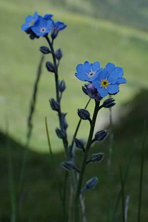Myosotis alpestris \ Alpen-Vergissmeinnicht / Alpine Forget-me-not, A Bad Gastein 29.6.2025