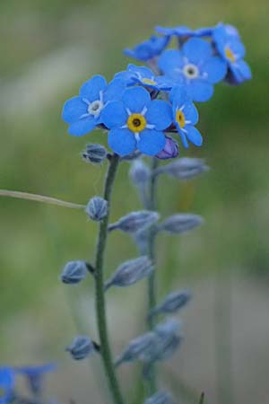 Myosotis alpestris \ Alpen-Vergissmeinnicht / Alpine Forget-me-not, A Bad Gastein 29.6.2025