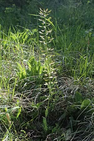 Noccaea goesingensis \ Gsing-Hellerkraut, A Ternitz 12.5.2025