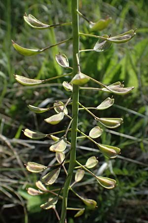 Noccaea goesingensis \ Gsing-Hellerkraut, A Ternitz 12.5.2025