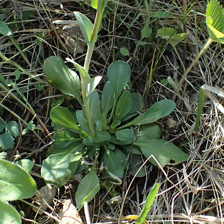 Noccaea goesingensis \ Gsing-Hellerkraut, A Ternitz 12.5.2025