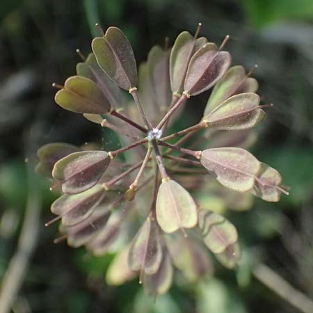 Noccaea goesingensis \ Gsing-Hellerkraut, A Ternitz 12.5.2025