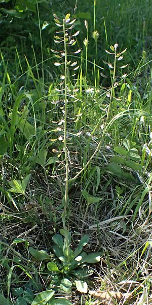 Noccaea goesingensis \ Gsing-Hellerkraut, A Ternitz 12.5.2025