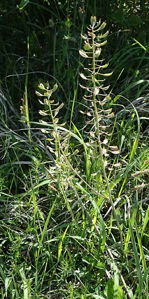 Noccaea goesingensis \ Gsing-Hellerkraut, A Ternitz 12.5.2025