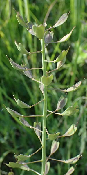 Noccaea goesingensis \ Gsing-Hellerkraut, A Ternitz 12.5.2025