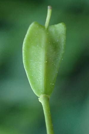 Noccaea goesingensis \ Gsing-Hellerkraut, A Ternitz 12.5.2025
