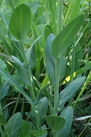 Noccaea goesingensis \ Gsing-Hellerkraut, A Ternitz 12.5.2025