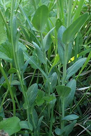 Noccaea goesingensis \ Gsing-Hellerkraut, A Ternitz 12.5.2025